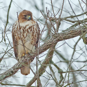 Hawk on a tree branch