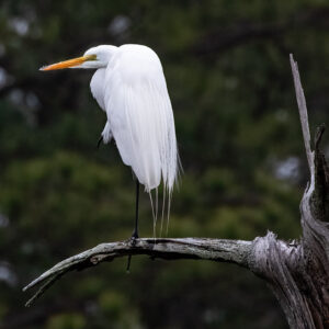 A great egret at Jamestown spotted by Senior Staff Archaeologist and Staff Photographer Dr. Chuck Durfor