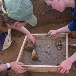 Staff Archaeologist Ren Willis places a large mammal bone she excavated into a tray