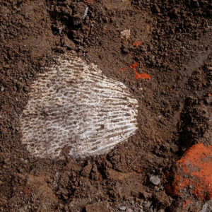 A piece of coral found in the top of the well