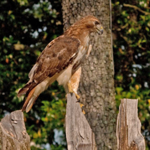 Hawk atop a wooden fence