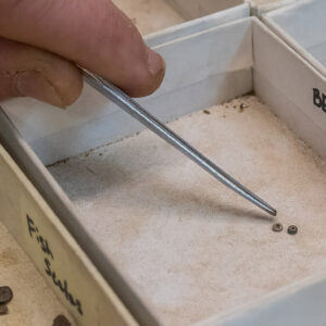 Two beads Archaeological Field Technician Josh Barber found while picking through excavated material from a past dig.