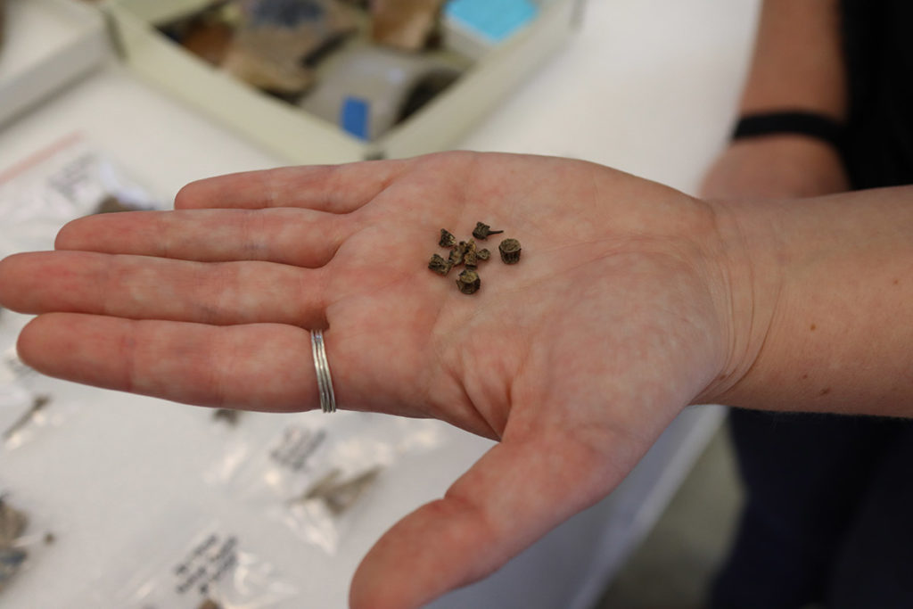 Curator Leah Stricker holds several fish vertebrae found in the flotation sample from pit 8.