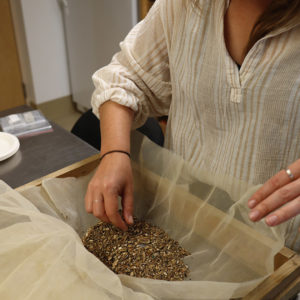 Curator Leah Stricker examines the heavy portion of a flotation sample from the Fort's second well. The heavy portion of organics sinks to the bottom during flotation.