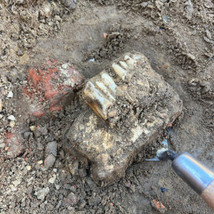 Mammal teeth found in the excavations just outside the Church Tower