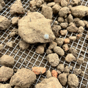 A gooseberry bead found by Archaeological Field Technician Eleanor Robb while screening through soil excavated from the North Church dig.