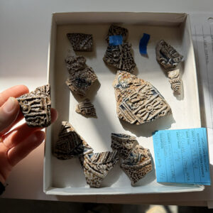 Sherds of a Bartmann Jug found by Archaeological Field Technician Eleanor Robb in the westmost excavation area of "Pocahontas Plaza". The partial medallion on the largest piece is the coat of arms of the United Duchies of Jülich-Cleves-Berg, located in present-day Germany and the Netherlands.