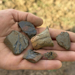 Sherds of sgraffito ceramics found in the North Church excavations this month