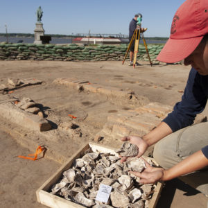 archaeologist picking up an oyster shell from screen full of shells