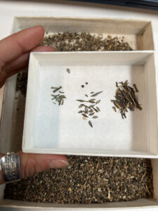 Copper, beads, gar scales, and bones found by Associate Curator Emma Derry while picking through material from Pit 1. These artifacts were caught by a 1mm screen.