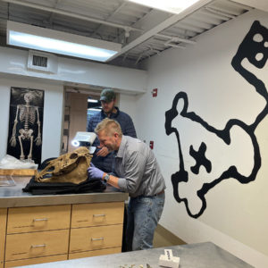 Dr. William Taylor and Senior Conservator Dan Gamble 3D scanning a horse skull in the Jamestown collection.