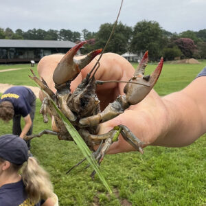 The crayfish found at the boring location near the Dale House.