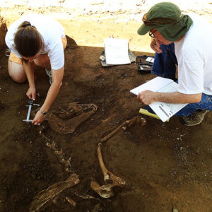 two students measuring an in situ horse skeleton