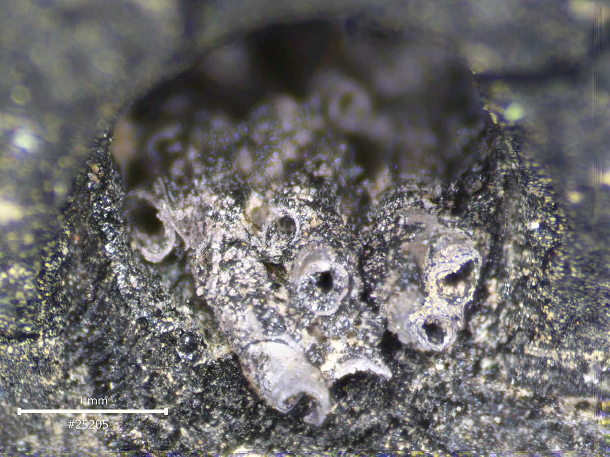 A micrograph (a photograph taken with a microscope) reveals thread inside the hole of a wooden button core.