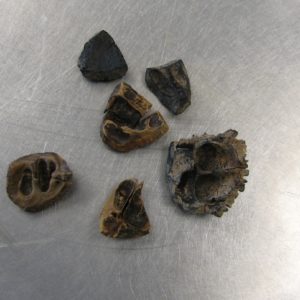 Assortment of nut shells