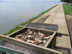 Oyster shells laying in a screen on seawall