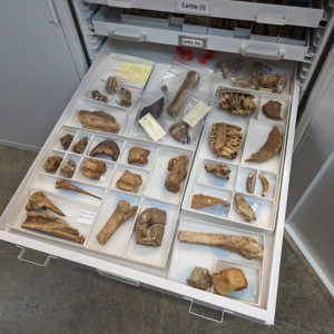 Some of the horse remains in the Jamestown collection