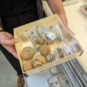 Some of the clay balls in the Jamestown Rediscovery collection