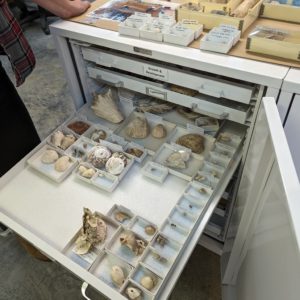 Some of the shells in the Jamestown Rediscovery collection