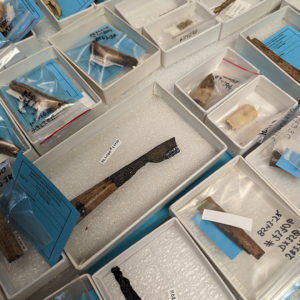 Some of the bone-handled knives in the collection. The piece at center retains a large section of its blade.