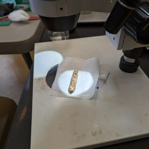 Using a microscope to aid in the conservation of a bone-handled knife.