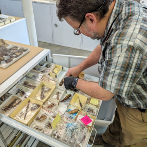 Archaeological Conservator Dr. Chris Wilkins examines some of the bone-handled knives in the Jamestown collection.