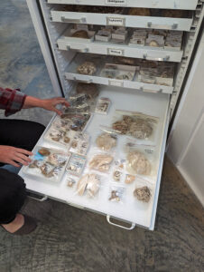 A drawer containing sea life fossils.