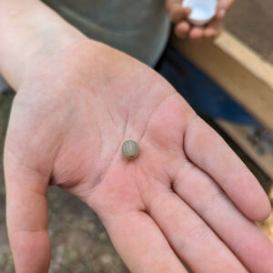 A gooseberry bead found at the west "flag" excavation units.