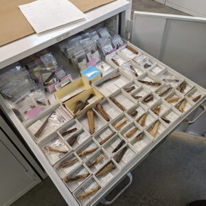 Some of the bone handled knives in the Jamestown Rediscovery collection. Reference collection examples are situated at the front of the tray.
