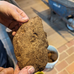 A piece of coral found during the Church Tower excavations