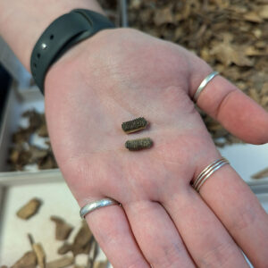 Partial skate or ray mouth plates found in layer "N" of the John Smith Well.