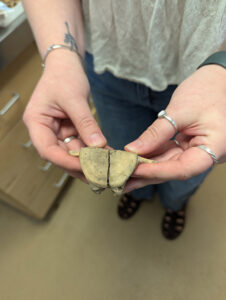 A butchered dolphin vertebra found in layer "N" of the John Smith Well.