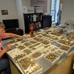 Dr. Nancy Moncrief, volunteer and Curator Emerita of Mammalogy at the Virginia Museum of Natural History, sorts through faunal remains from layer "N" of the John Smith Well.