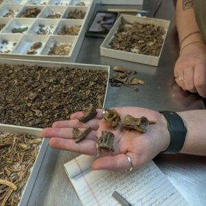 Assistant Curator Magen Hodapp holds bones belonging to a red or black drum fish. These were found in James Fort's first well.