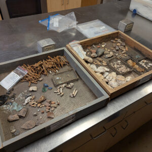 Two trays of artifacts sorted and cleaned by collections volunteers in January