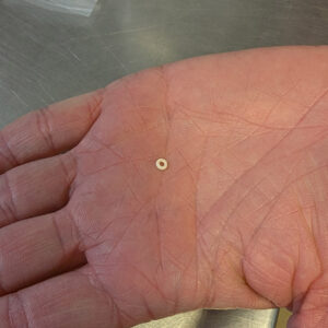 Curatorial Intern Lindsay Bliss holds a bead she found while picking through the heavy fraction of layer "B" of the John Smith Well.