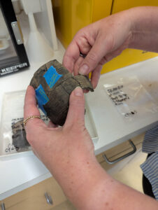 Senior Curator Leah Stricker holds a small shell tempered Roanoke Simple Stamped Native ceramic pot. New sherds have been found by intern Molly Morgan that mend to the pot.