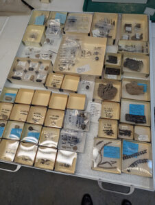 Some of the artifacts under consideration for inclusion in the lead shot reference collection