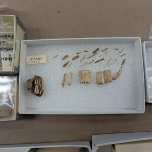 A bone comb found in many pieces. Some of the teeth are still in a clump of soil at left. The comb was found in an early fort period kitchen and cellar just east of the first well.