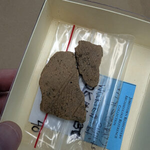 Two sherds of Native Townsend ceramic found in Pit 1