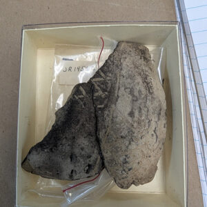 Two mended sherds of Native ceramic of the Rappahannock Incised Townsend type