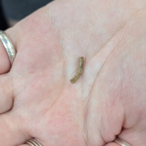A faunal bone artifact, perhaps part of a ring, found by Assistant Curator Magen Hodapp during picking through objects from Jamestown's first well.