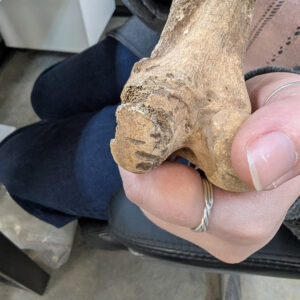 A large mammal bone bearing canid teeth marks