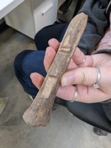 Assistant Curator Magen Hodapp holds a mammal bone bearing butchering marks.