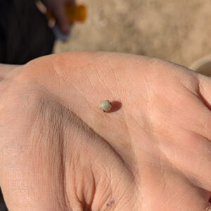 Archaeological Field Technician Katie Griffith holds a gooseberry bead she found while screening soil from the 1607 Burial Ground.