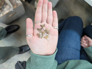 Assistant Curator Magen Hodapp holds several shark teeth she found in October while sorting through layer "J" of the John Smith Well.