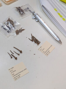 A photo of Associate Curator Magen Hodapp's desk as she labels and catalogs faunal remains from Pit 9. Here she is working with catfish spines, the likes of which can tell us about Virginia's early 17th-century environment and what was on the colonists' menus.
