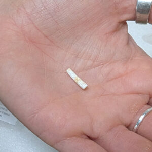 A dentalium shell bead