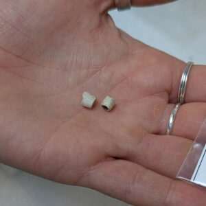 Two whelk shell beads