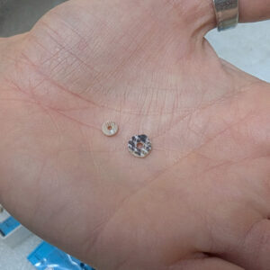 Two mussel shell beads